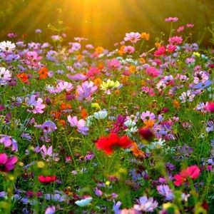 Meet your Posher, Regina